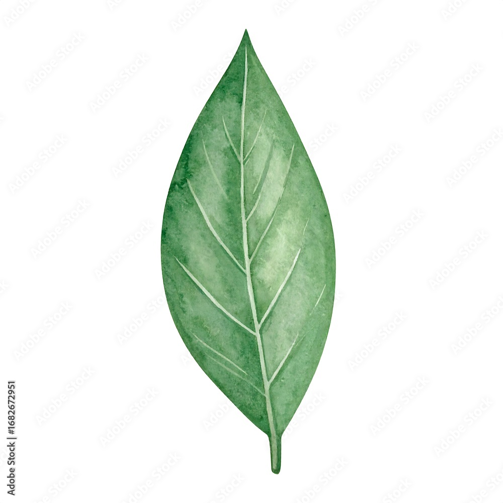 Obraz premium Watercolor illustration of a single leaf (1)