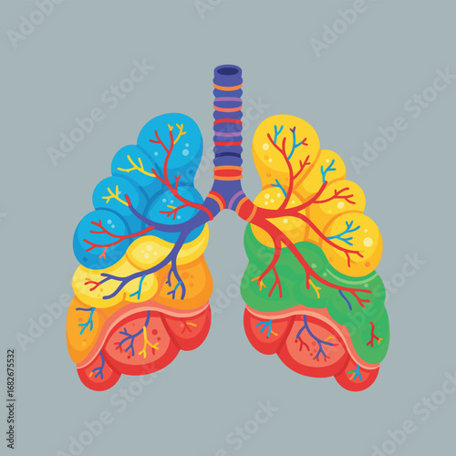 Colorful Illustration of Human Lung Alveoli Structure