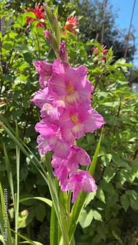 Pink gladiolus flowers are captured in full bloom amidst lush green leaves. The bright and fresh atmosphere of the garden enhances the vivid colors of the blossoms.

