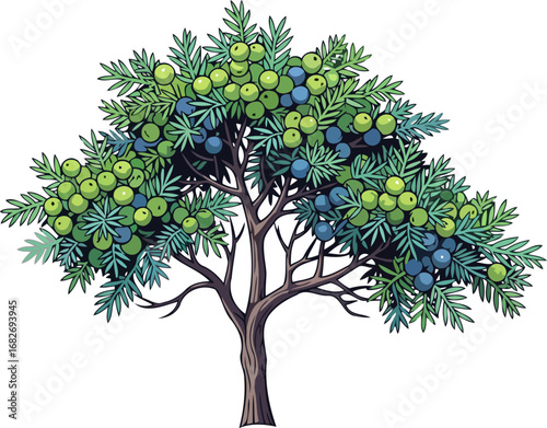 juniper tree abundant berries, symbol of resilience and ancient wisdom, isolated on transparent background