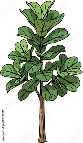 lush green fiddle leaf fig tree vibrant botanical illustration, detailed foliage, indoor plant decor, isolated on transparent background