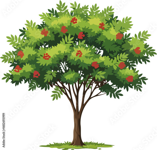 lush rowan tree abundant red berries, vibrant green leaves, summers bounty, isolated on transparent background
