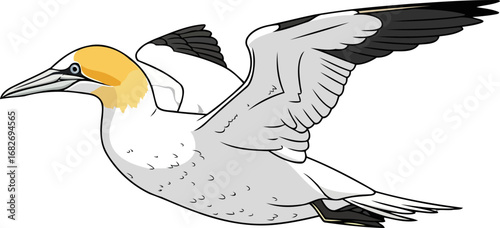 majestic gannet in flight coastal bird soaring, ocean breeze, wildlife freedom, isolated on transparent background