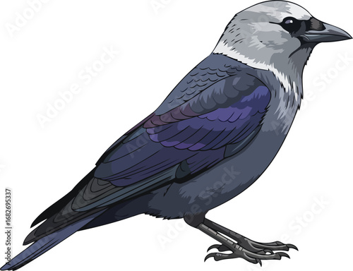 mysterious alpine chough majestic mountain bird, dark blue wings, wild avian beauty, isolated on transparent background