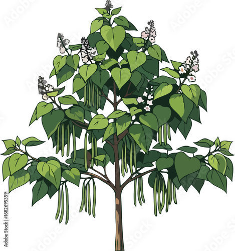 northern catalpa tree a detailed botanical illustration, showcasing heartshaped leaves and long seed pods, isolated on transparent background