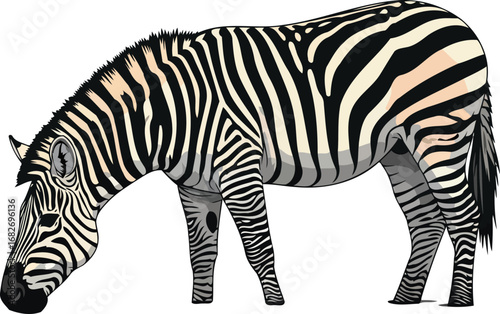 striped zebra grazing serene african savanna wildlife illustration, isolated on transparent background