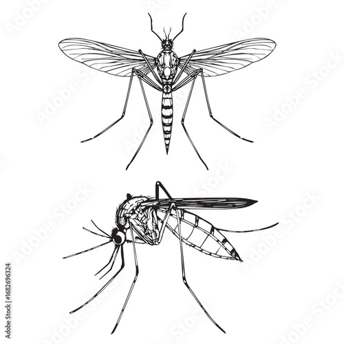 Mosquito vector illustration outline black and white vector