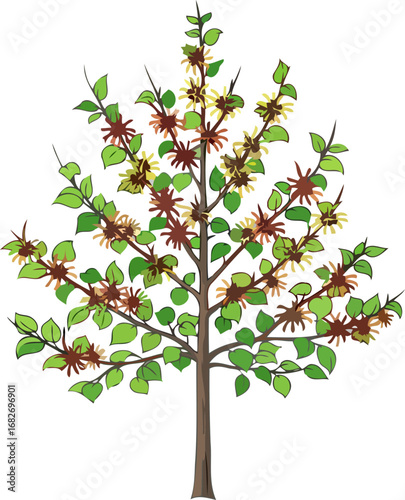 witch hazel tree an exquisite botanical illustration, vibrant fall colors, natures subtle beauty, isolated on transparent background