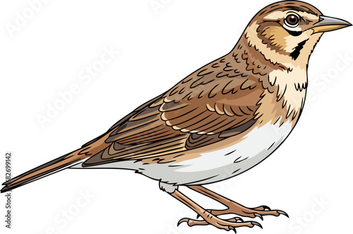 a stunning avian portrait detailed illustration of a calandra lark, isolated on transparent background