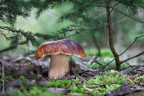 View from summer forest with beautiful cep mushroom under little spruce trees