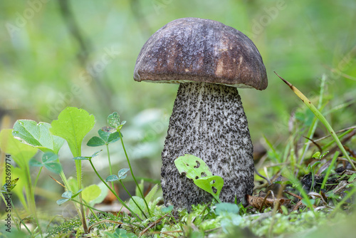 Amazing edible birch bolete mushroom in green grass