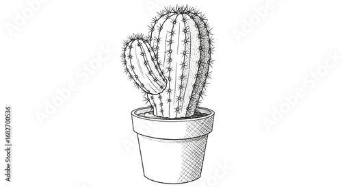 Botanical illustration of cactus in ceramic pot on white background