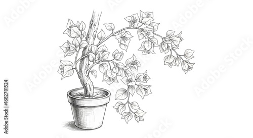 Detailed Hand Drawn Bougainvillea Plant in Pot Floral Botanical Artwork