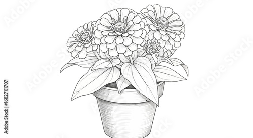 Detailed Monochrome Illustration of Zinnia Flowers in a Terracotta Pot