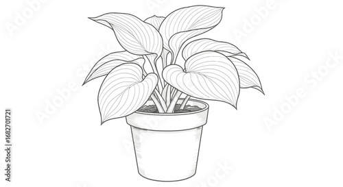 Detailed monochrome line drawing of a potted Hosta plant illustration