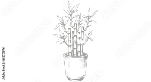 Elegant bamboo plant sketch in pot, simple botanical illustration