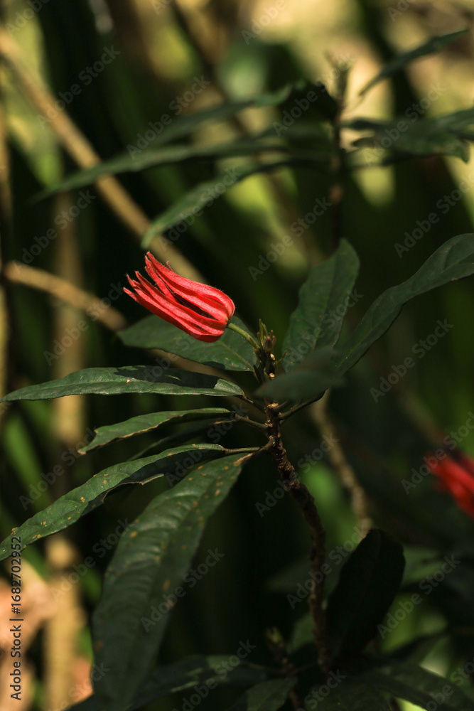 Obraz premium Flower