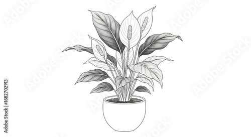 Elegant peace lily illustration in grayscale, a touch of tranquility