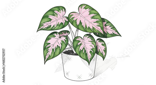 Elegant potted syngonium pink splash watercolor illustration, vector format