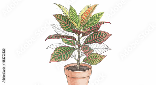 Hand drawn watercolor croton plant in pot with sketch elements