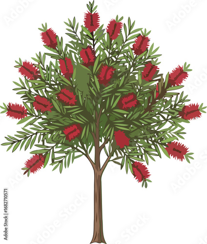 crimson bottlebrush tree vibrant illustration of australian flora, isolated on transparent background