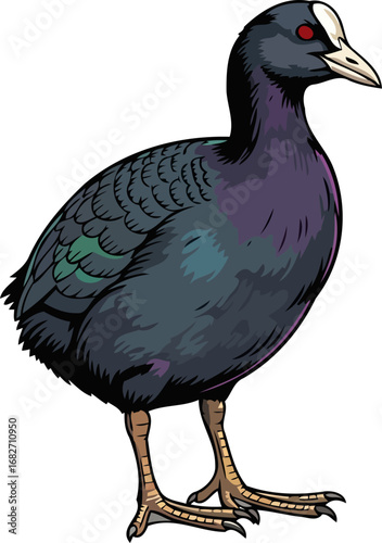 eurasian coot elegant waterfowl, dark plumage, red eye, lakeside serenity, nature illustration, isolated on transparent background