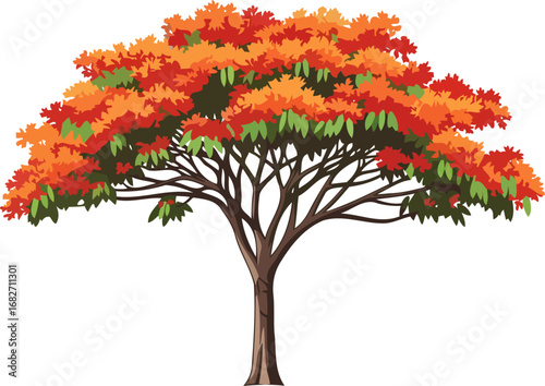 fiery flamboyant tree a vibrant symbol of tropical paradise, natures vivid embrace, isolated on transparent background