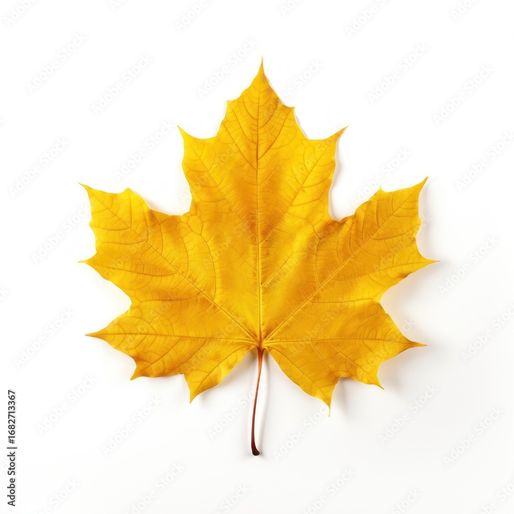Obraz premium Bright yellow autumn maple leaf