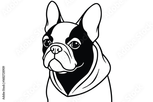 Cute Boston terrier puppy with black and white markings on white background