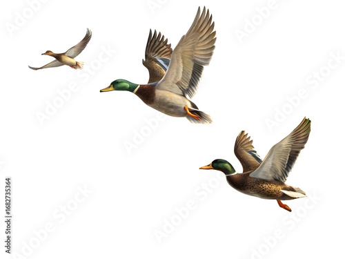 Fotografija Three mallard ducks flying in flight against a black background bird birds