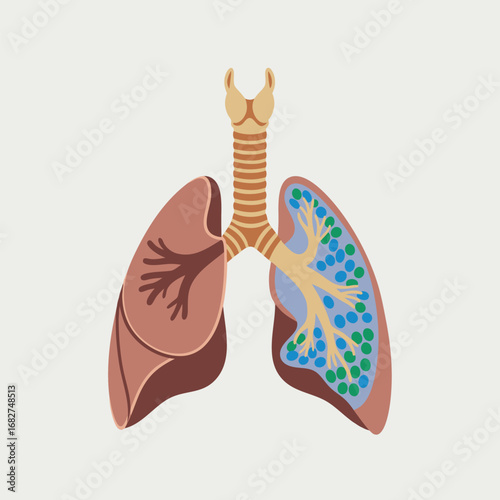 Medical Illustration of Bronchial Tree and Lung Structure for Respiratory Anatomy