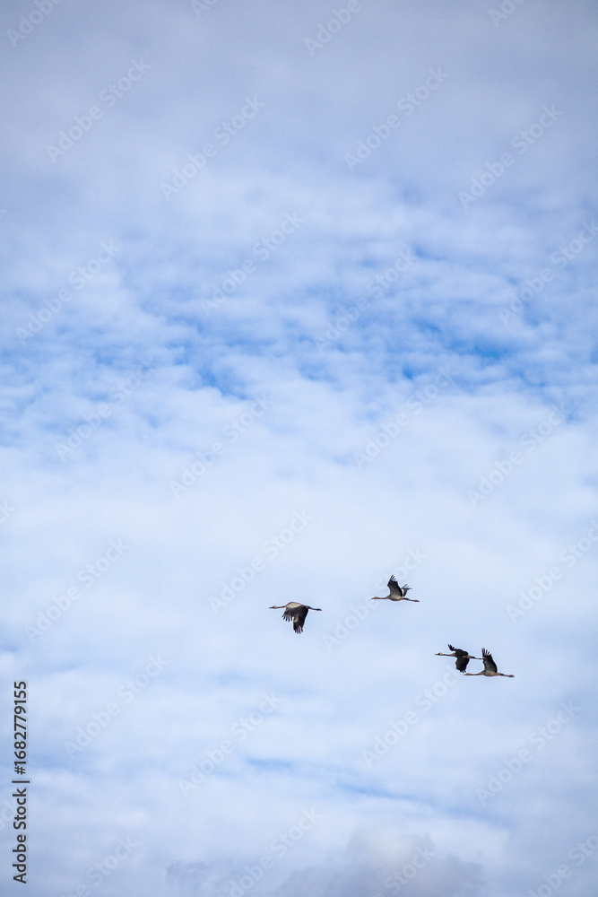 Obraz premium Flock of common cranes flying in cloudy sky, migratory birds in Lapland Finland