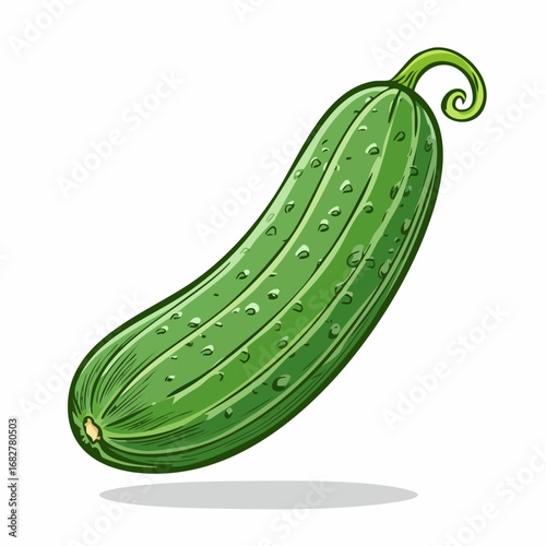 fresh organic cucumber isolated clipping path ,vector illustration
