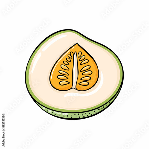 yellow galia melon isolated white background honeydew melon slice ,illustration vector