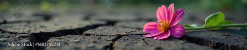 A somber image depicting a single, wilted flower lying on cracked earth, symbolizing the fragility of life and the finality of death after an accident or injury , stillness, cemetery, ground