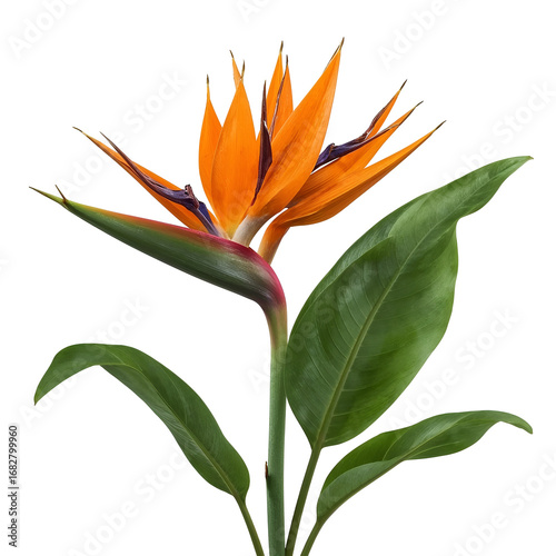 orange flower isolated on white