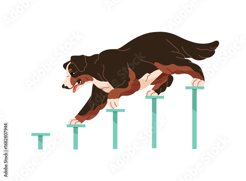 Bernese mountain dog is learning to go down and up stairs. Obedient puppy trains on animal playground. Cute pup does agility exercises on obstacle course. Flat isolated vector illustration on white