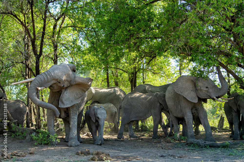 Fototapeta premium Elephant herd in the Kruger National Park in South Africa