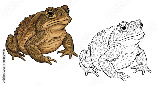 Asian Giant Toad Coloring Page with Dual Representation for Educational Nature Study