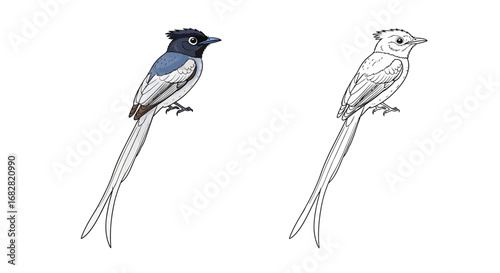 Elegant Asian Paradise Flycatcher Bird Coloring Page with Flowing Tail and Outlines