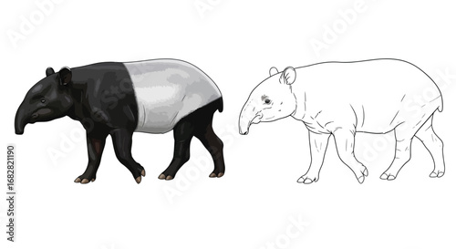 Asian Tapir Coloring Page with Dual Versions for Fun Animal Study and Creativity