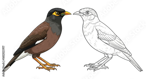 Common Myna Bird Coloring Page with Dual Style for Fun Bird Watching Activity