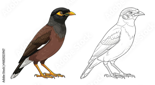 Detailed Common Myna Bird Coloring Page with Dual Style for Learning and Art Fun