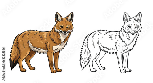 Golden Jackal Coloring Page with Color and Outline Format for Wildlife Study