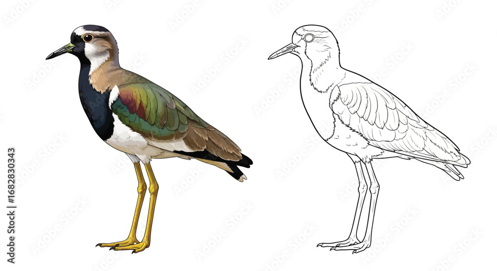 Obraz premium River Lapwing Asian Bird Coloring Sheet Dual Birds Outline Color Educational Wildlife