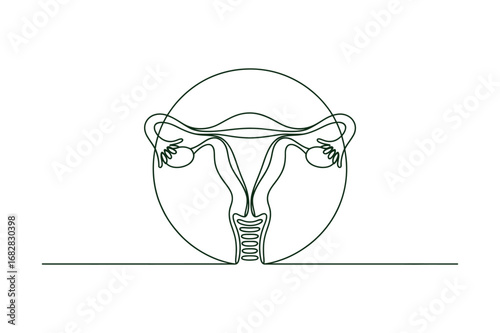 Continuous Line Drawing of a Female Reproductive System | Vector Illustration for a Gynecology Clinic.
