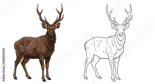 Sambar Deer Coloring Sheet with One Colored One Outline Deer Educational Art for Kids