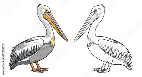 Spot Billed Pelican Coloring Sheet Dual Bird Focus Educational Bird Artwork