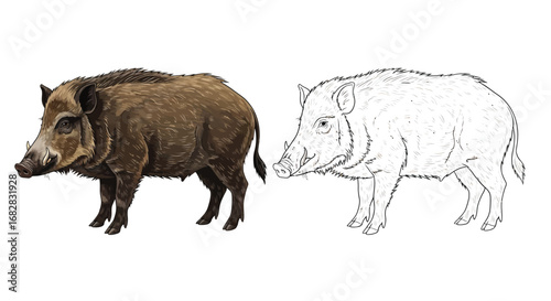 Wild Boar Coloring Sheet Colored Line Drawing Pair Educational Animal Art for All Ages