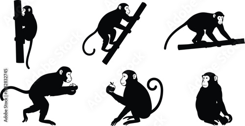 Monkey silhouettes climbing, walking, sitting, holding fruit, animal poses, wildlife behavior, jungle primates, vector art, black shapes, white background, illustration